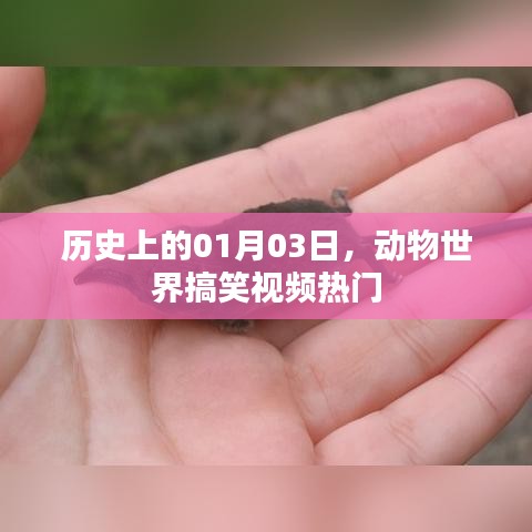 历史上的今日,动物世界搞笑视频风靡全网