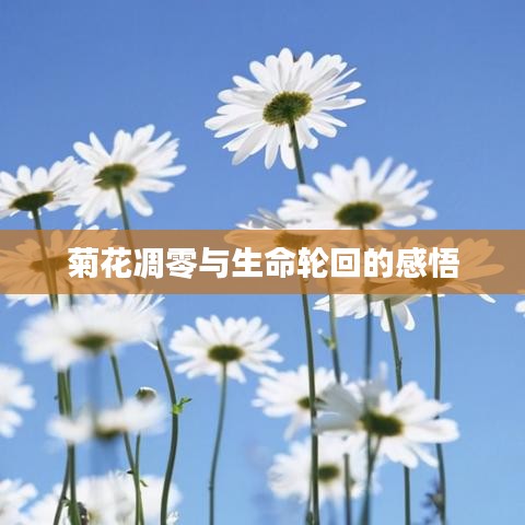 菊花凋零与生命轮回的感悟