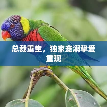 总裁重生,独家宠溺挚爱重现