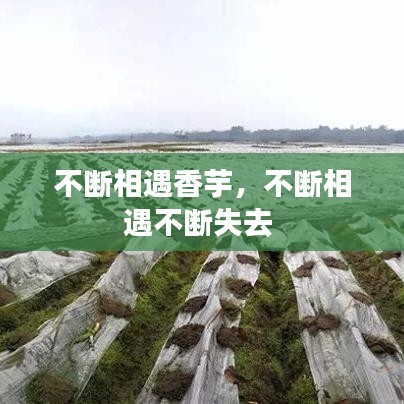 不断相遇香芋,不断相遇不断失去