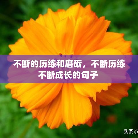 不断的历练和磨砺，不断历练不断成长的句子 