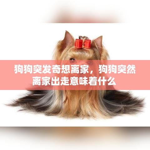 狗狗突发奇想离家,狗狗突然离家出走意味着什么
