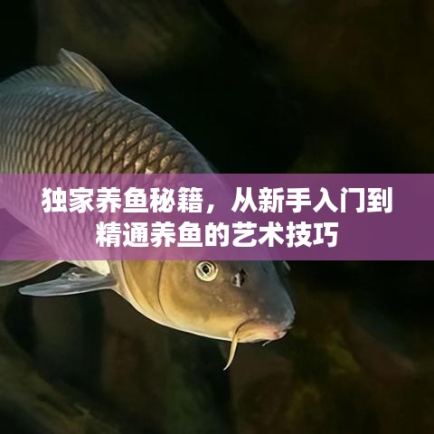 独家养鱼秘籍,从新手入门到精通养鱼的艺术技巧