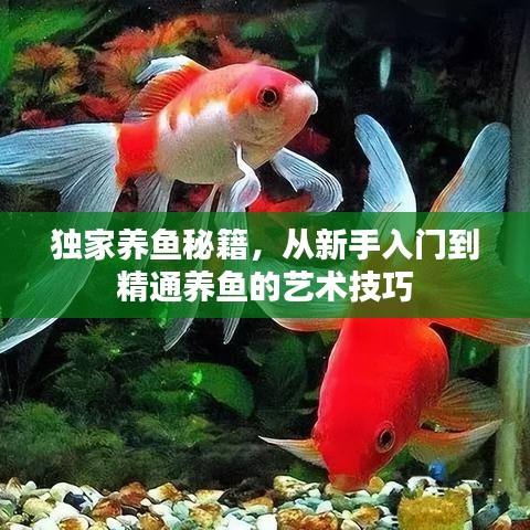 独家养鱼秘籍,从新手入门到精通养鱼的艺术技巧
