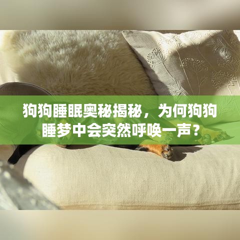 狗狗睡眠奥秘揭秘，为何狗狗睡梦中会突然呼唤一声？