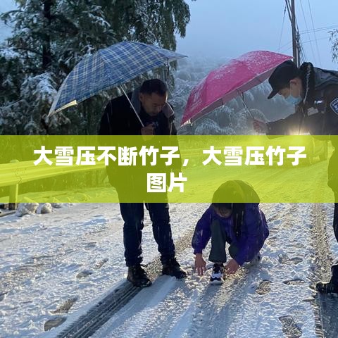 大雪压不断竹子，大雪压竹子图片 