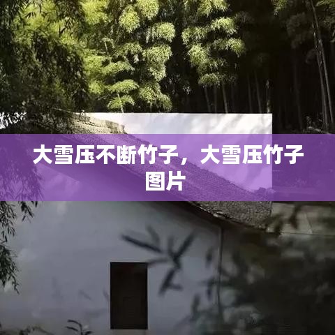 大雪压不断竹子,大雪压竹子图片
