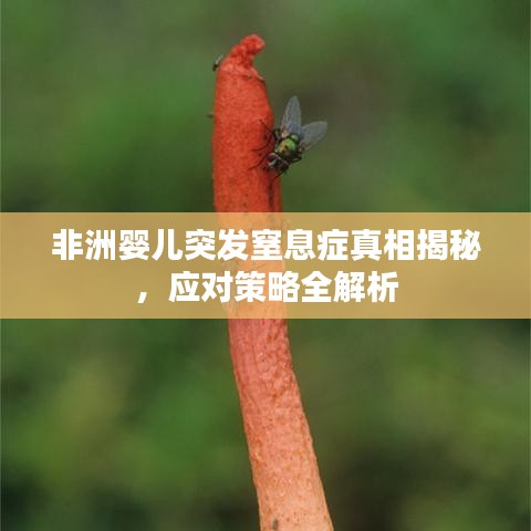 非洲婴儿突发窒息症真相揭秘,应对策略全解析