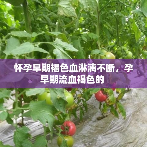 怀孕早期褐色血淋漓不断,孕早期流血褐色的