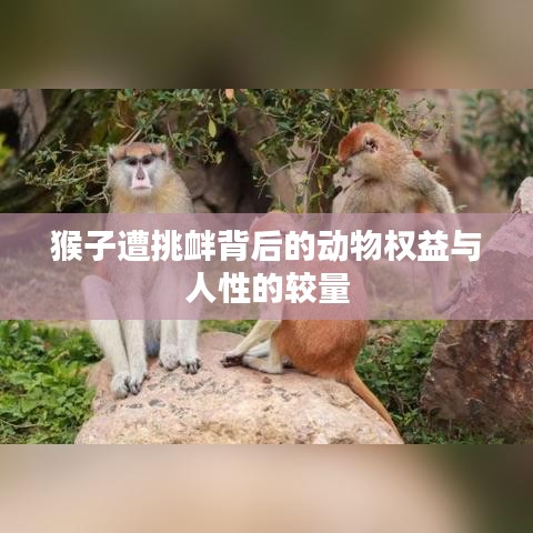 猴子遭挑衅背后的动物权益与人性的较量