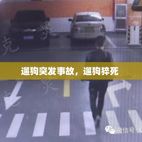 遛狗突发事故,遛狗猝死