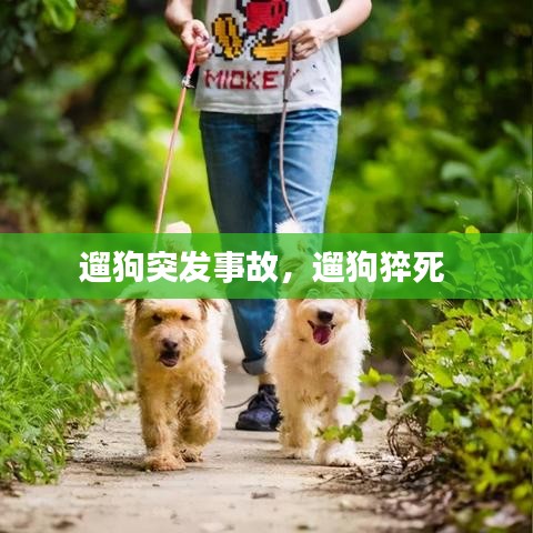 遛狗突发事故，遛狗猝死 
