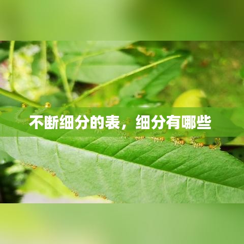 不断细分的表,细分有哪些