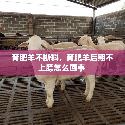 育肥羊不断料，育肥羊后期不上膘怎么回事 