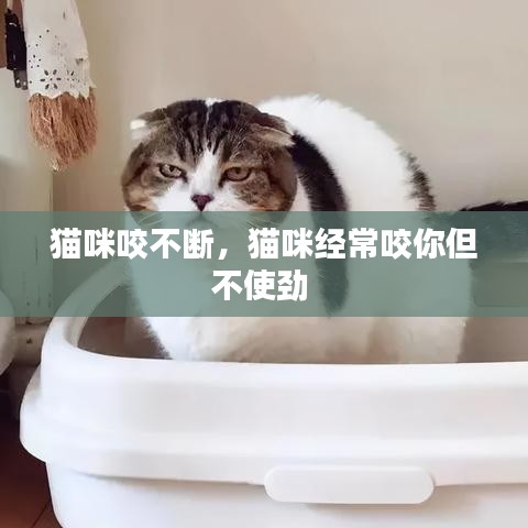 猫咪咬不断，猫咪经常咬你但不使劲 