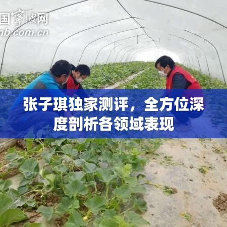 张子琪独家测评，全方位深度剖析各领域表现