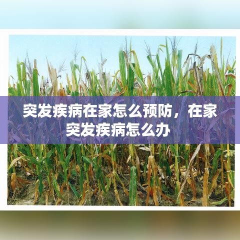 突发疾病在家怎么预防，在家突发疾病怎么办 