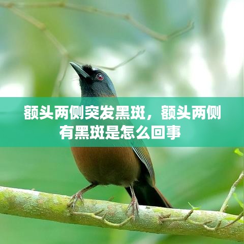 额头两侧突发黑斑,额头两侧有黑斑是怎么回事