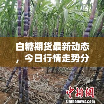 白糖期货最新动态，今日行情走势分析
