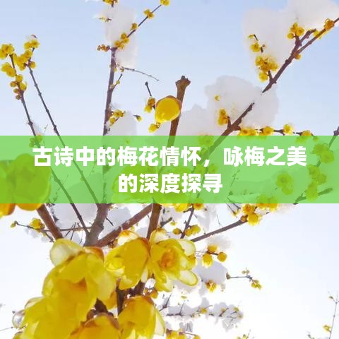 古诗中的梅花情怀,咏梅之美的深度探寻