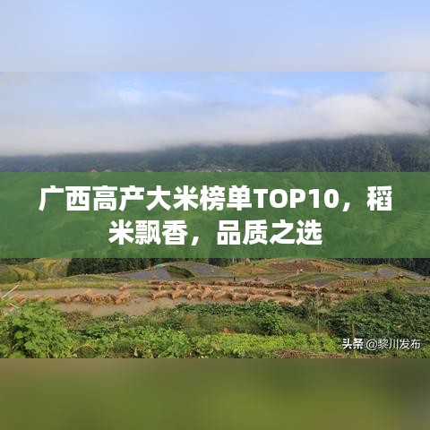 广西高产大米榜单TOP10，稻米飘香，品质之选