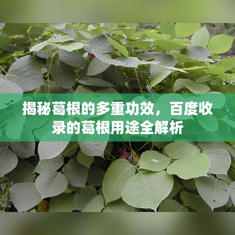 揭秘葛根的多重功效，百度收录的葛根用途全解析