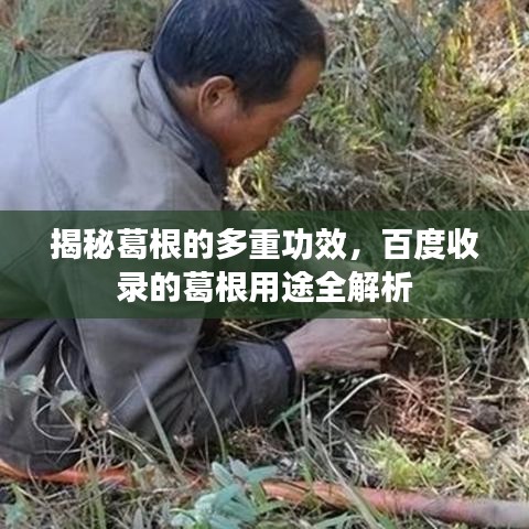 揭秘葛根的多重功效,百度收录的葛根用途全解析