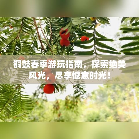 铜鼓春季游玩指南,探索绝美风光,尽享惬意时光!