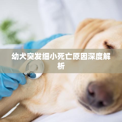 幼犬突发细小死亡原因深度解析