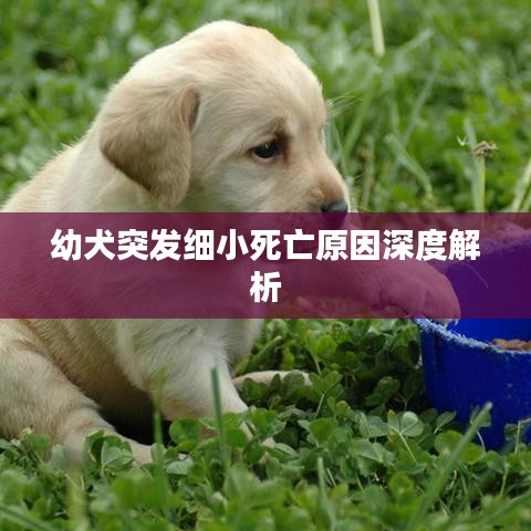 幼犬突发细小死亡原因深度解析