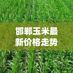 邯郸玉米最新价格走势揭秘,市场动态分析与预测