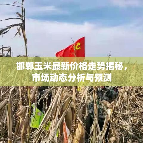 邯郸玉米最新价格走势揭秘,市场动态分析与预测
