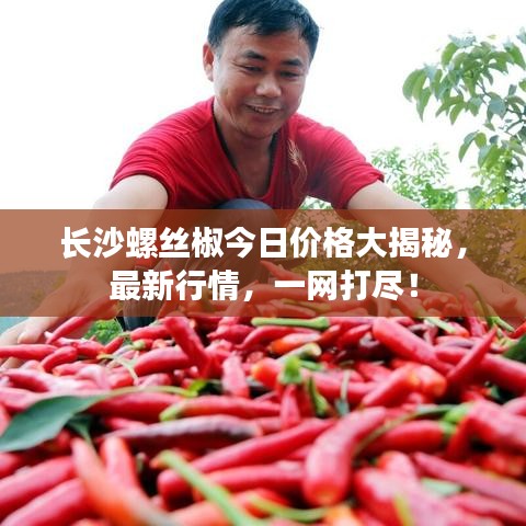 长沙螺丝椒今日价格大揭秘,最新行情,一网打尽!