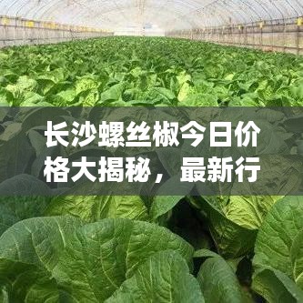 长沙螺丝椒今日价格大揭秘,最新行情,一网打尽!