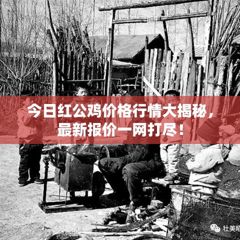 今日红公鸡价格行情大揭秘，最新报价一网打尽！