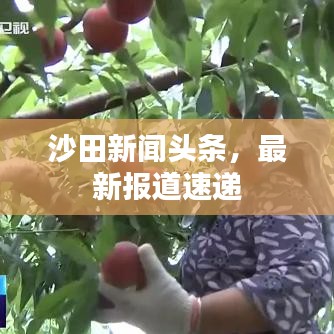 沙田新闻头条,最新报道速递