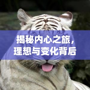 揭秘内心之旅,理想与变化背后的深层原因