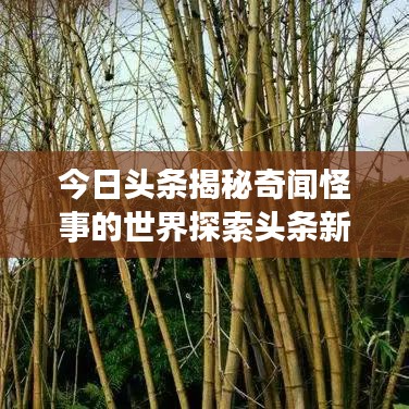 今日头条揭秘奇闻怪事的世界探索头条新闻热点速递