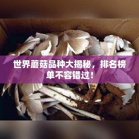 世界蘑菇品种大揭秘,排名榜单不容错过!