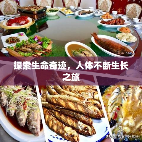 探索生命奇迹，人体不断生长之旅