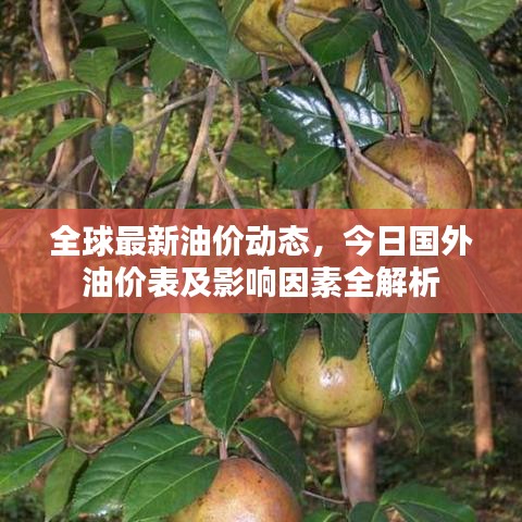 全球最新油价动态,今日国外油价表及影响因素全解析