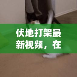伏地打架最新视频，在线观看与深度解读