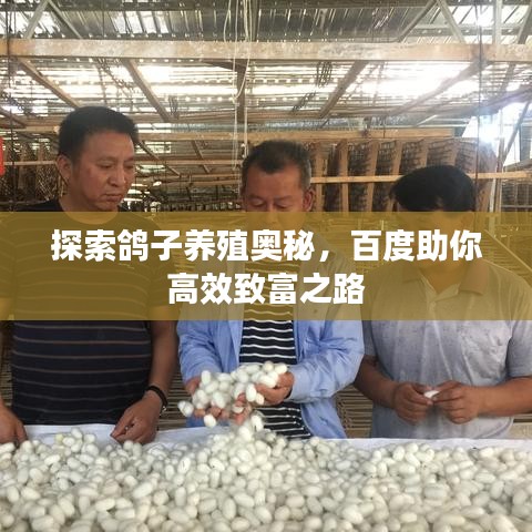 探索鸽子养殖奥秘，百度助你高效致富之路