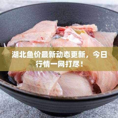 湖北鱼价最新动态更新，今日行情一网打尽！