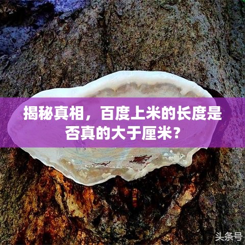 揭秘真相,百度上米的长度是否真的大于厘米?