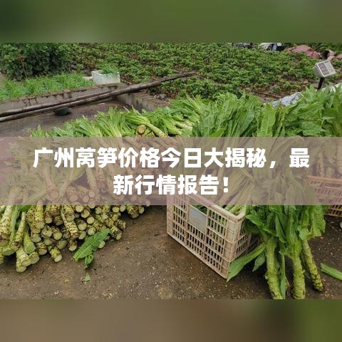 广州莴笋价格今日大揭秘，最新行情报告！