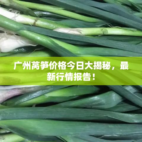 广州莴笋价格今日大揭秘,最新行情报告!