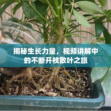 揭秘生长力量，视频讲解中的不断开枝散叶之旅