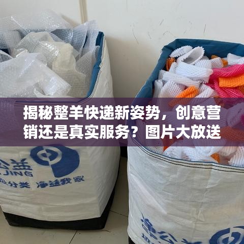 揭秘整羊快递新姿势，创意营销还是真实服务？图片大放送！
