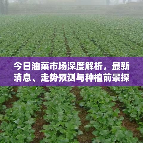 今日油菜市场深度解析，最新消息、走势预测与种植前景探讨
